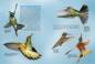 Preview: Entdecke die Kolibris